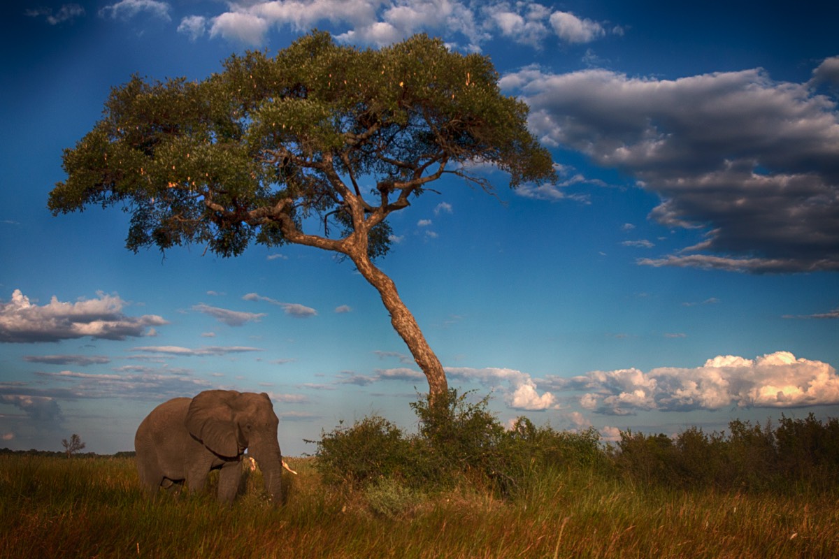 An Elephant eyeing us in Botswana
