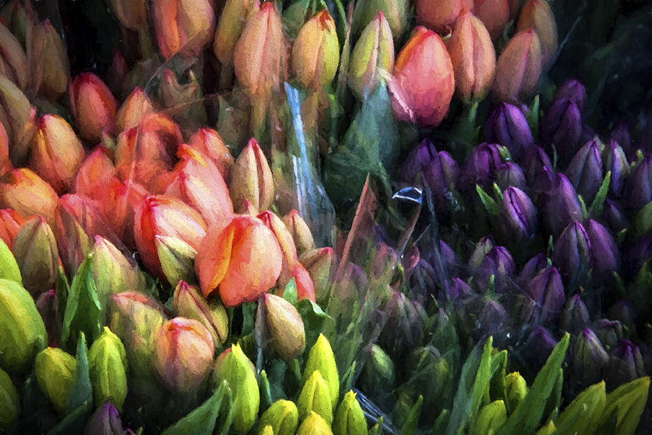 Basket of Tulips