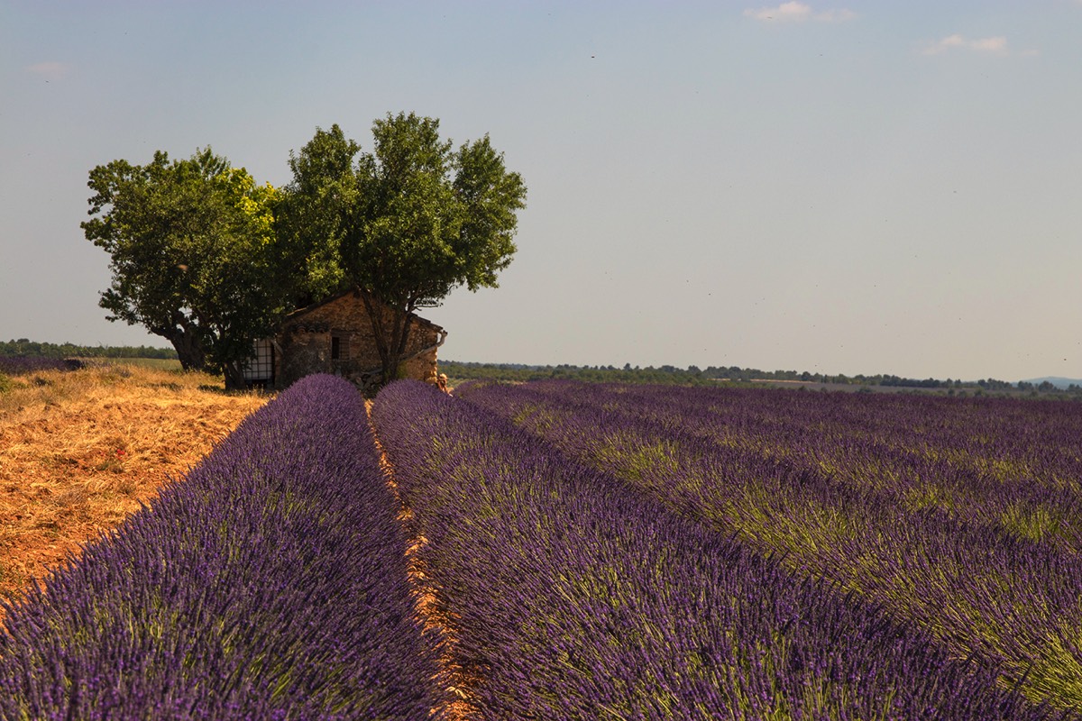 Lavendar Field - Provence, France