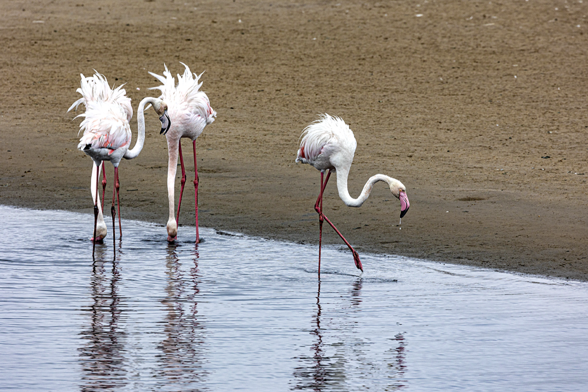 Greater Flamingo - Walvis Bay, Namibia