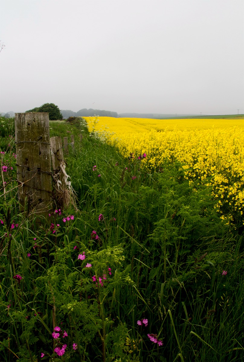 Yellow Field - England