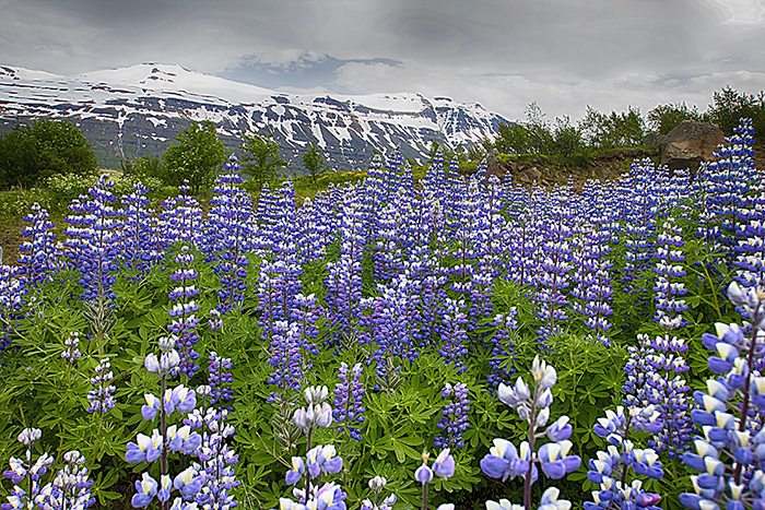 Flower Field in Iceland