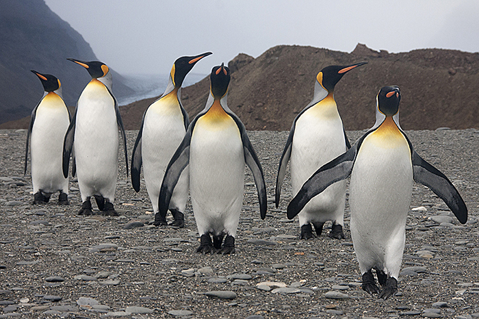 Here We Come!  A group of King Penguins on South Georgia