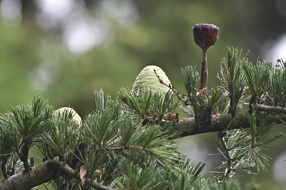 White Pine cones