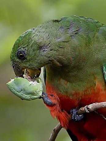Red Parrot having a Snack