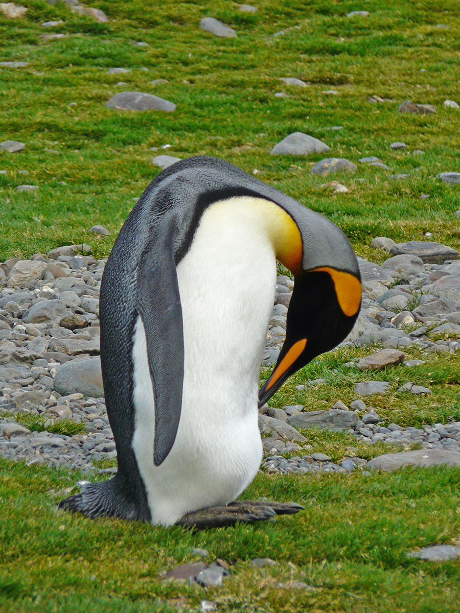 Preening - a gorgeous King Penguin in the Antarctic