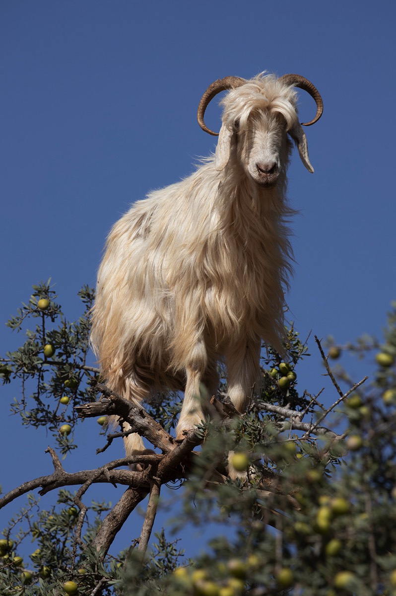 Goat in a Tree