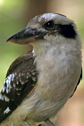 Kookaburro