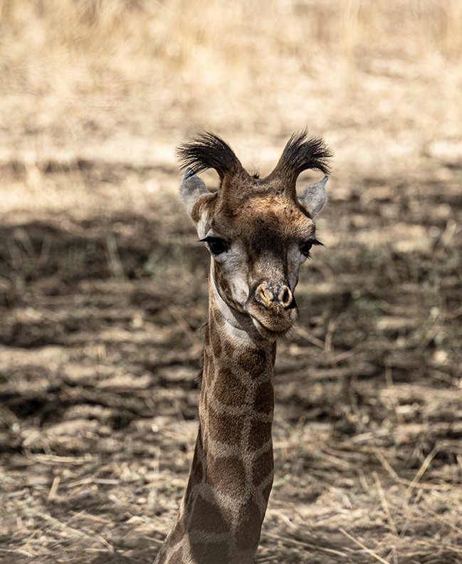 Baby Giraffe - Senegal