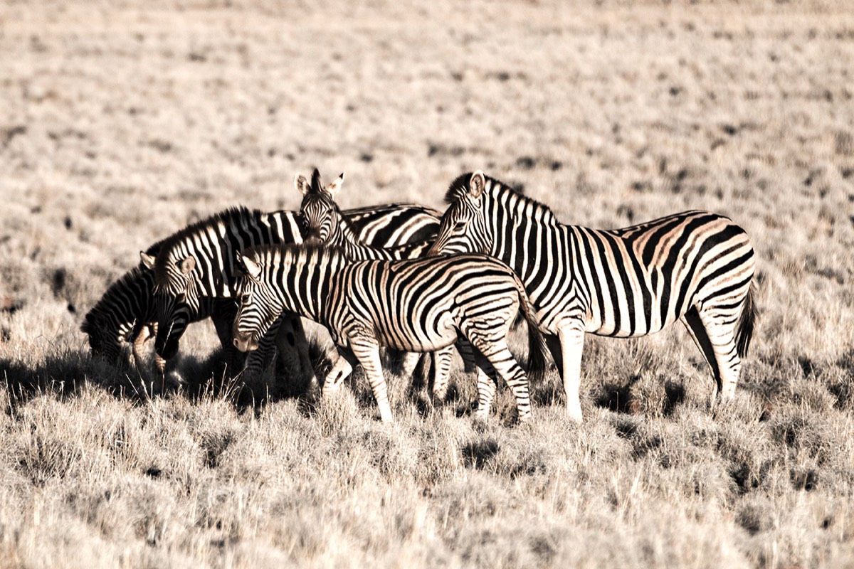 Zebras 