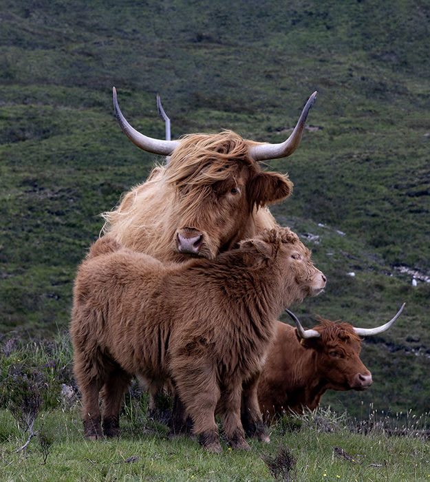 Wooly Cows - Scotland