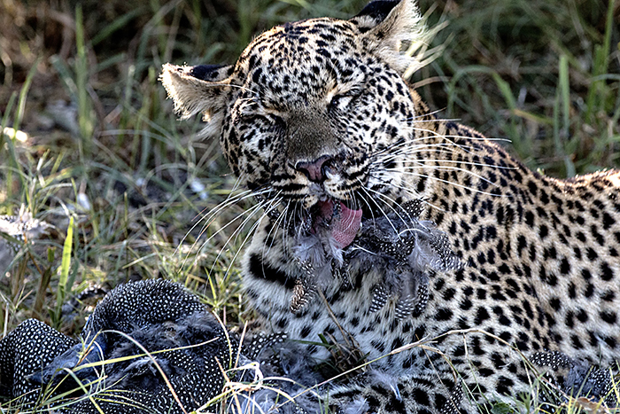 Leopard after a catch