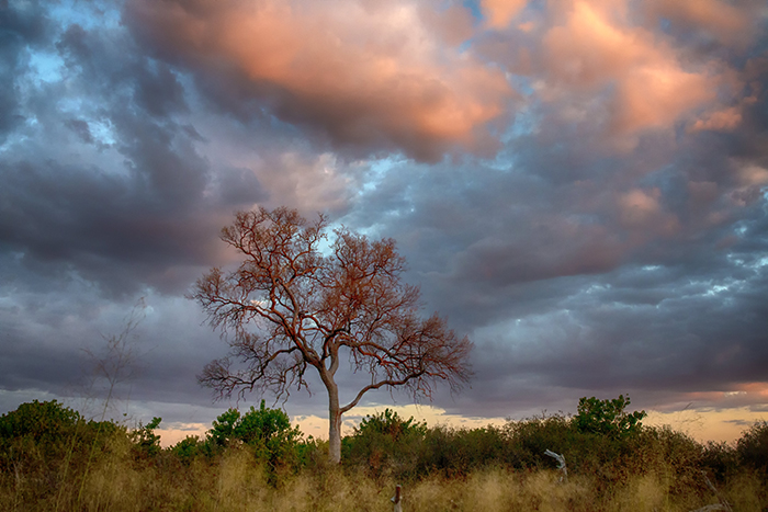 A Long Tree at sunset in Botswana