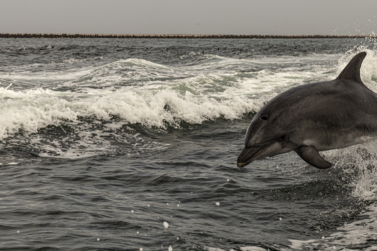 Dolphins following our boat - Walvis Bay, Namibia