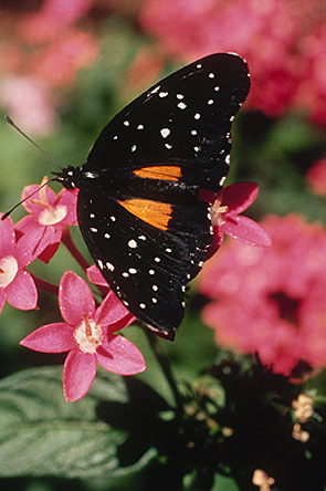 Janais Patch butterfly