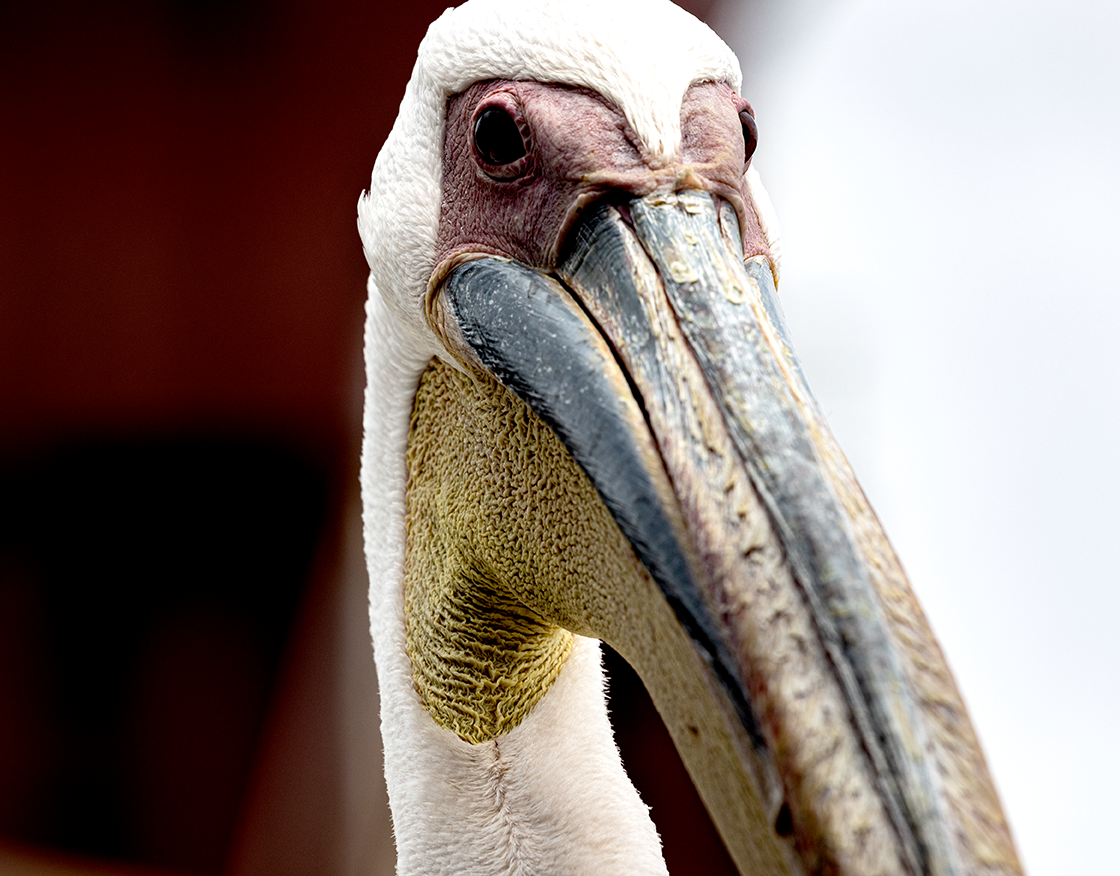 Great White Pelican - Walvis Bay, Namibia