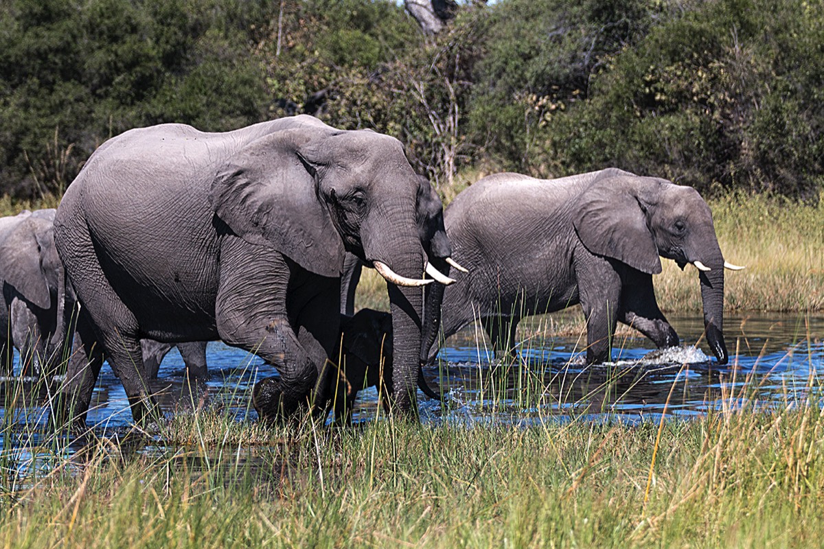 Elephants travelling