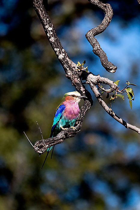 Lilac Breasted Roller bird - Botswana