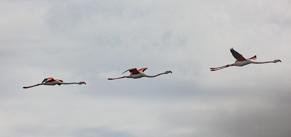 Flamingoes in Flight