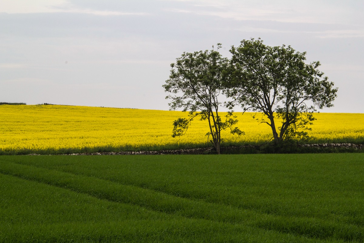 Field of Yellow - England