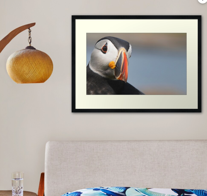 Framed Art Work (several variations available) - "The Puffin"